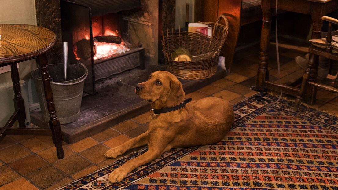 Dog Friendly Hotel in Somerset The Luttrell Arms Hotel