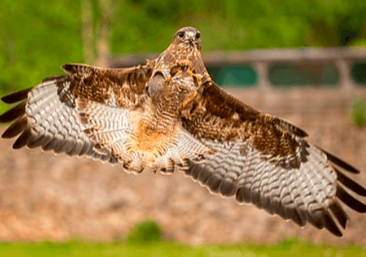 Exmoor Owl and Hawk Centre